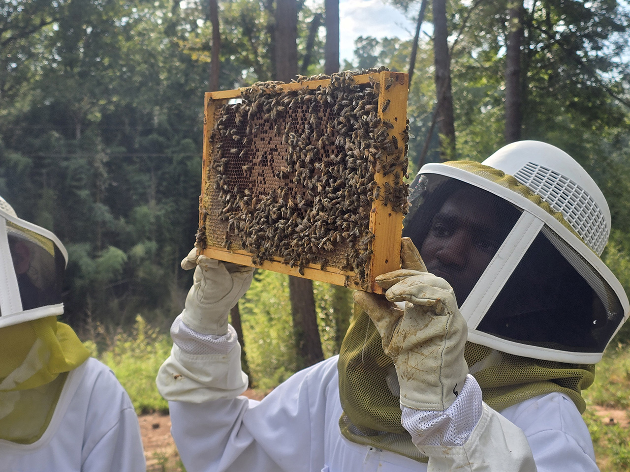 One of our students takes a closer look at one of the bee hives.