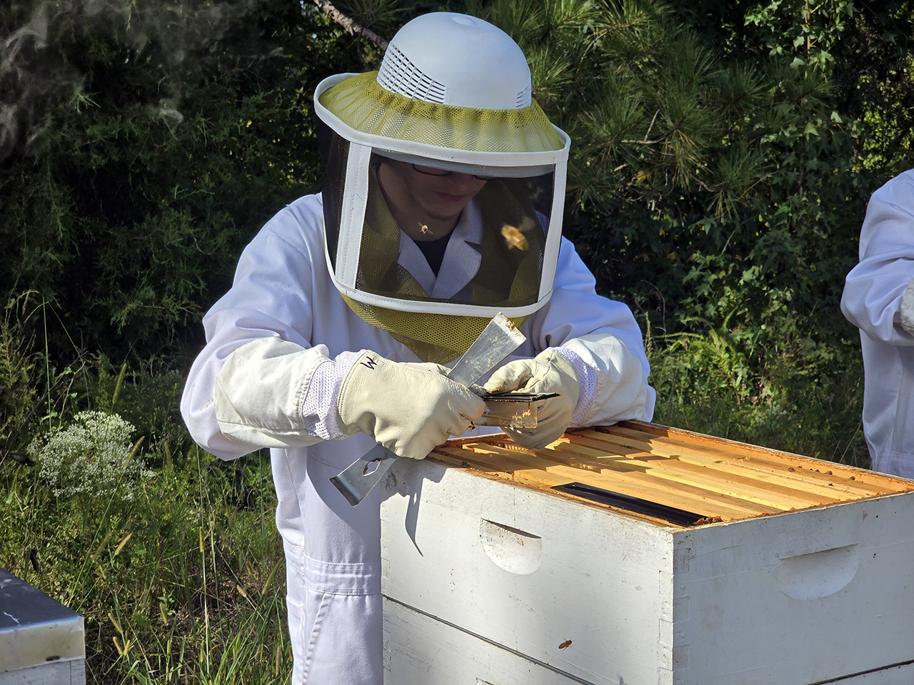 A student opens up one of the bee hives on campus.