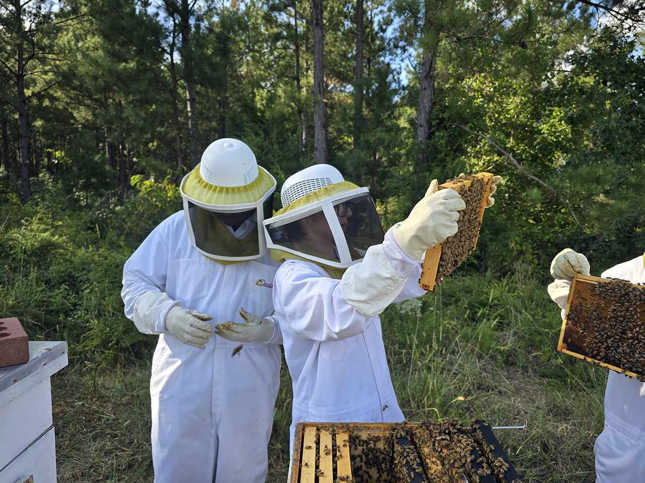 Students take careful care to study the conditions of bees in the hive.