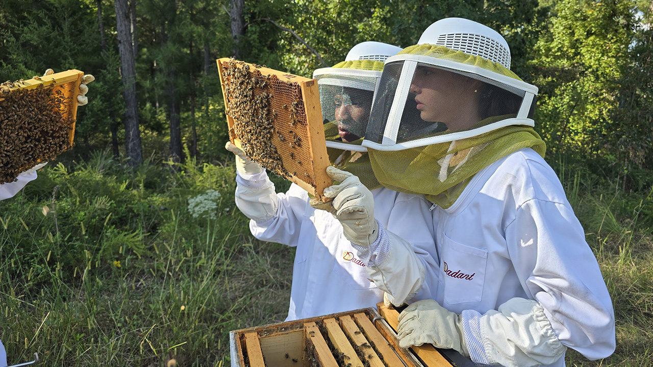 Two students examine the health of bees in one of our colonies.