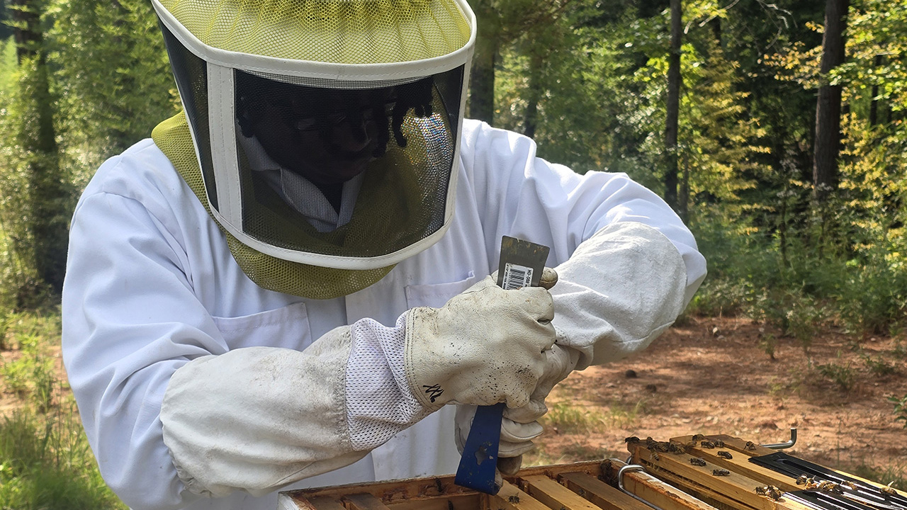 A student prepares to lift one of the bee frames out of the hive.