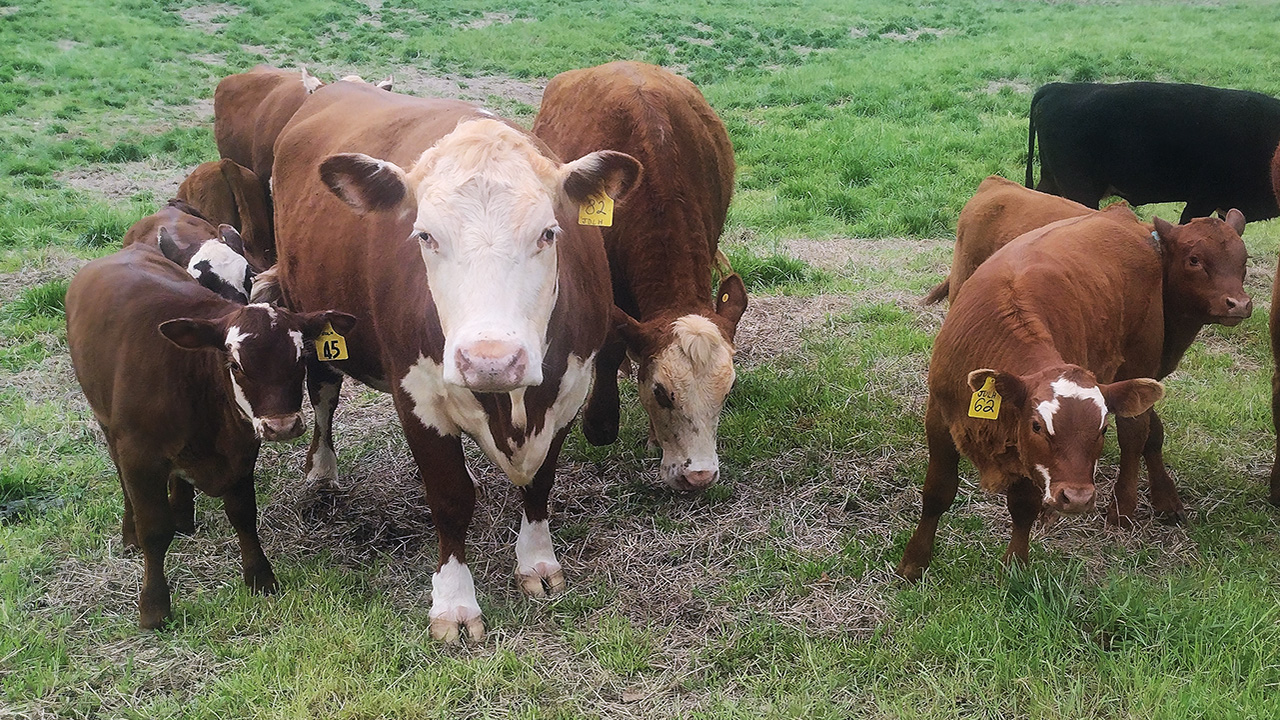 The JDLH Farm is home to a collection of beef cattle.