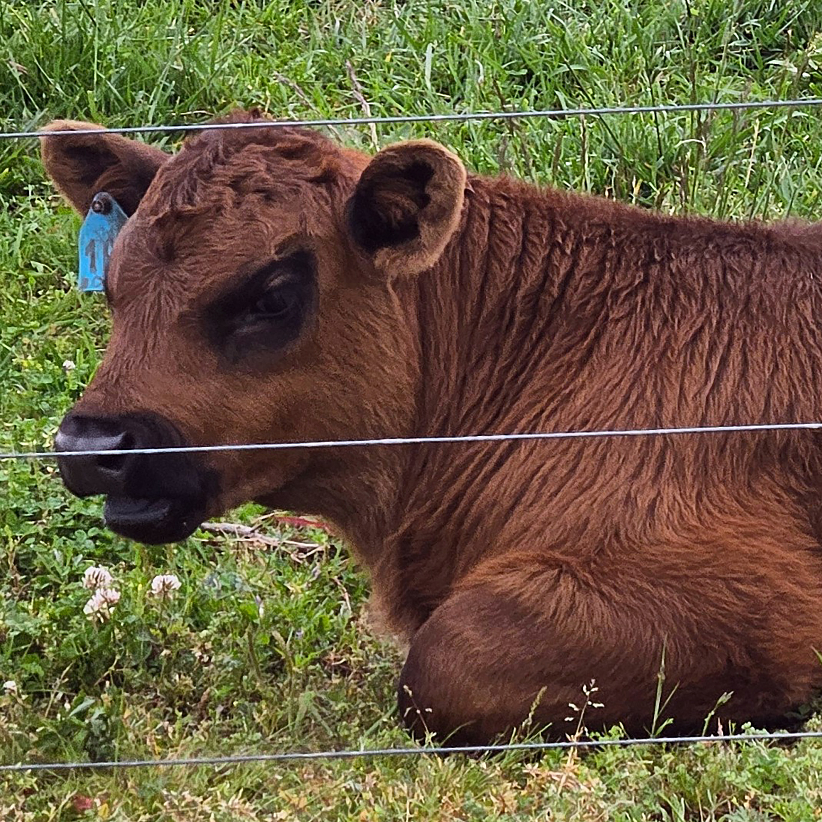 The cattle operations at the John de la Howe features a number of breeds.