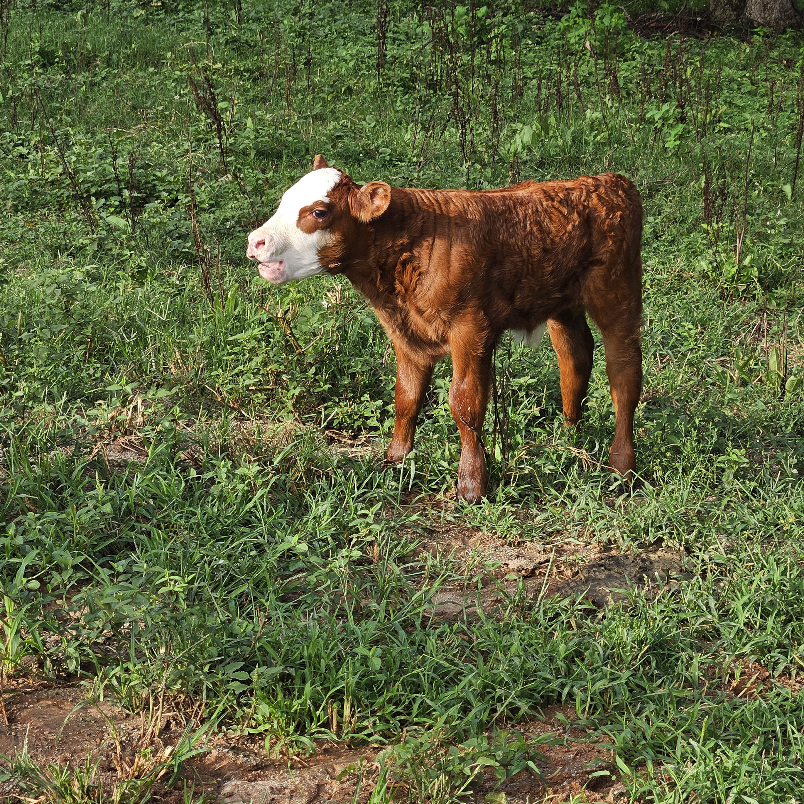 A number of young cattle are introduced to the herd using artificial insemination.