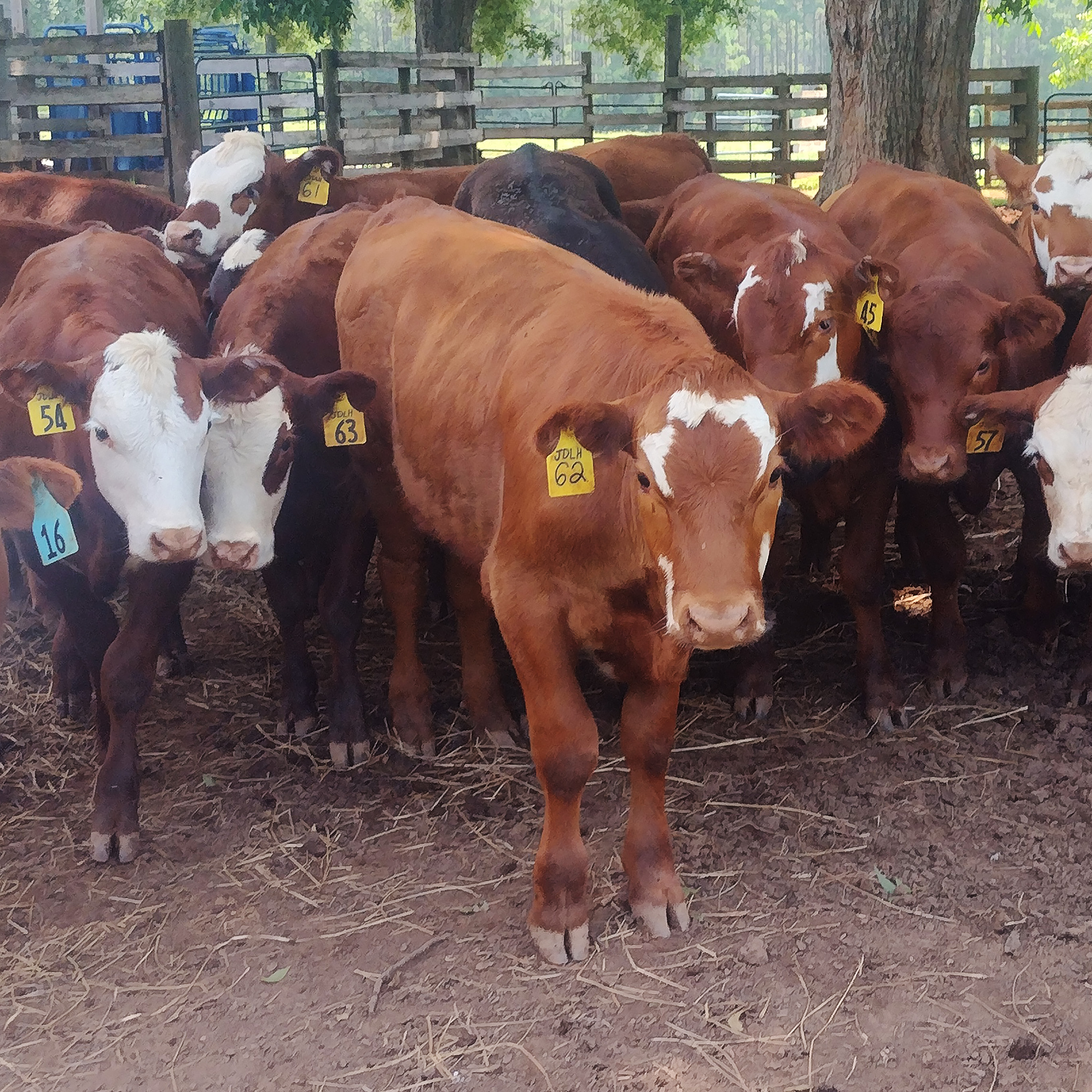 Feeding time at the JDLH Farm sees the cows come running.