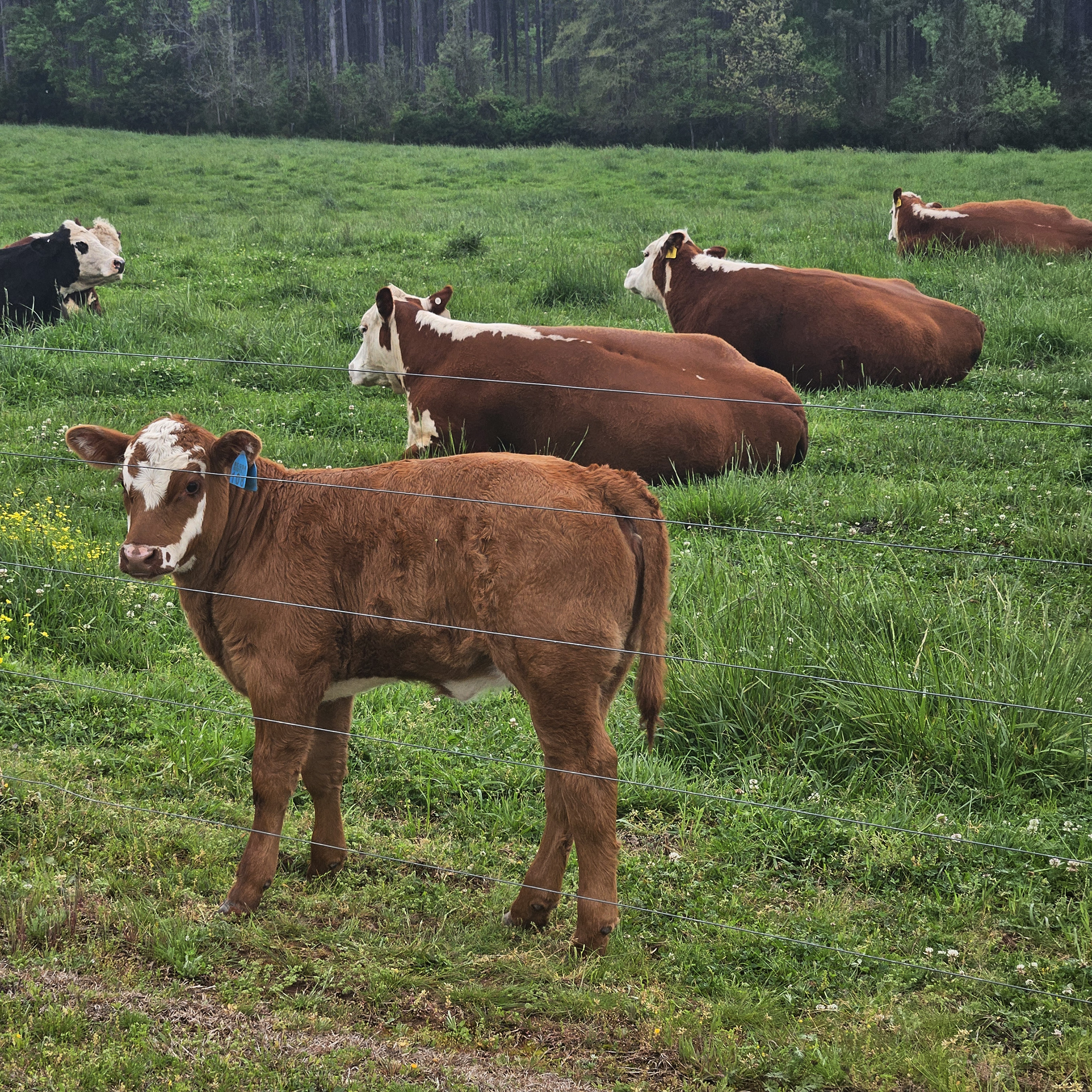 A number of JDLH cattle live across multiple grazing spots.