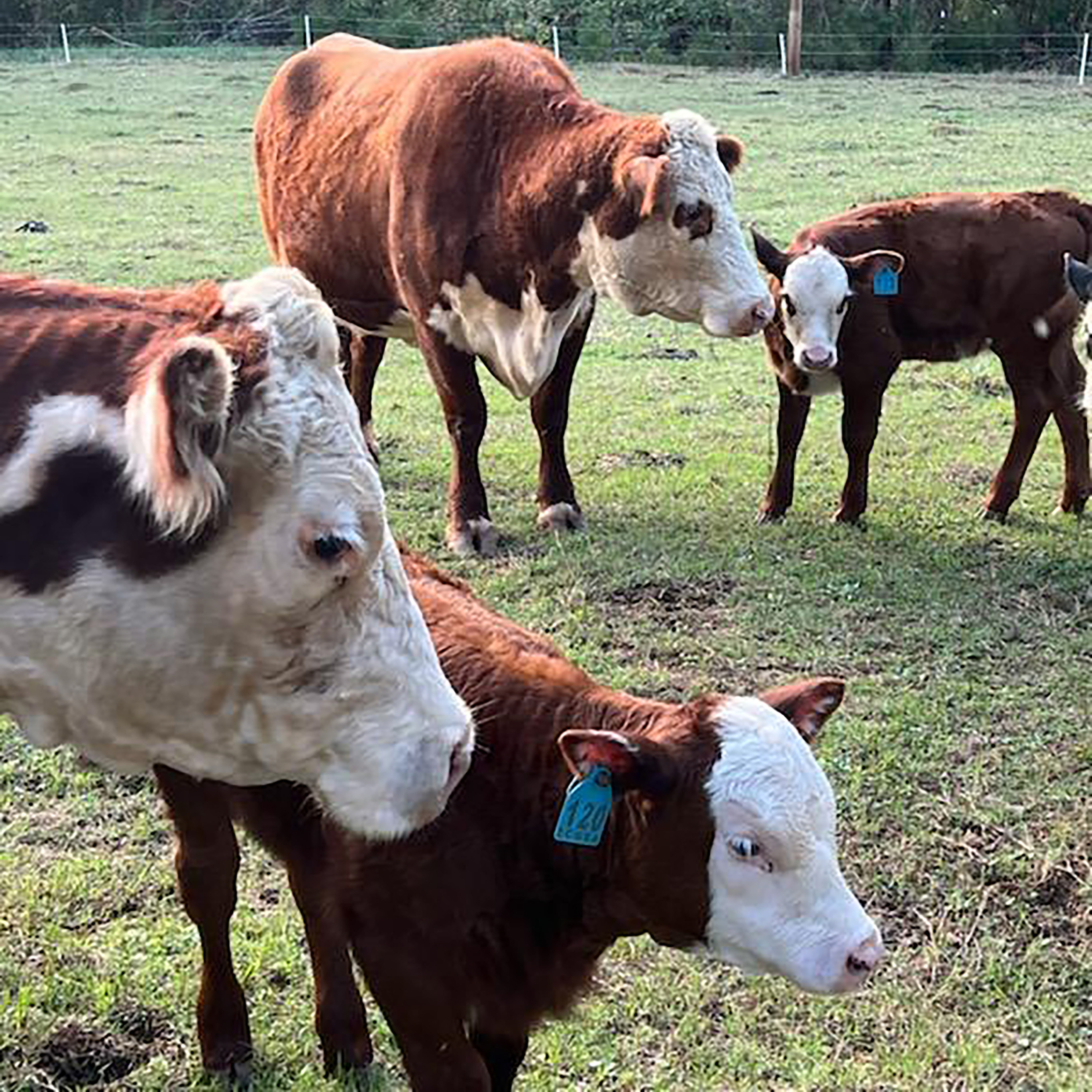 Many head of cattle call the John de la Howe campus home.