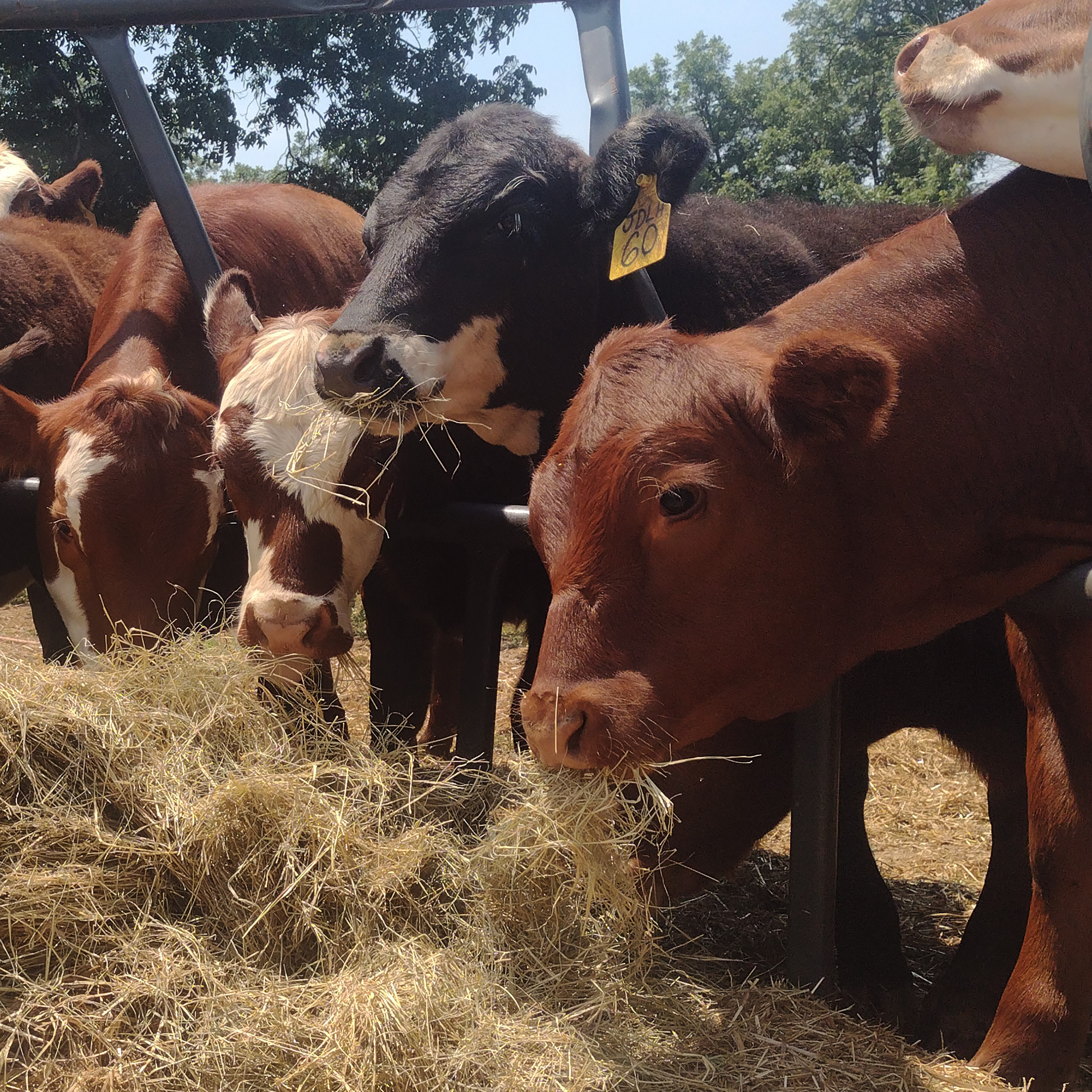 It's always a good time when it's feeding time for the cows.