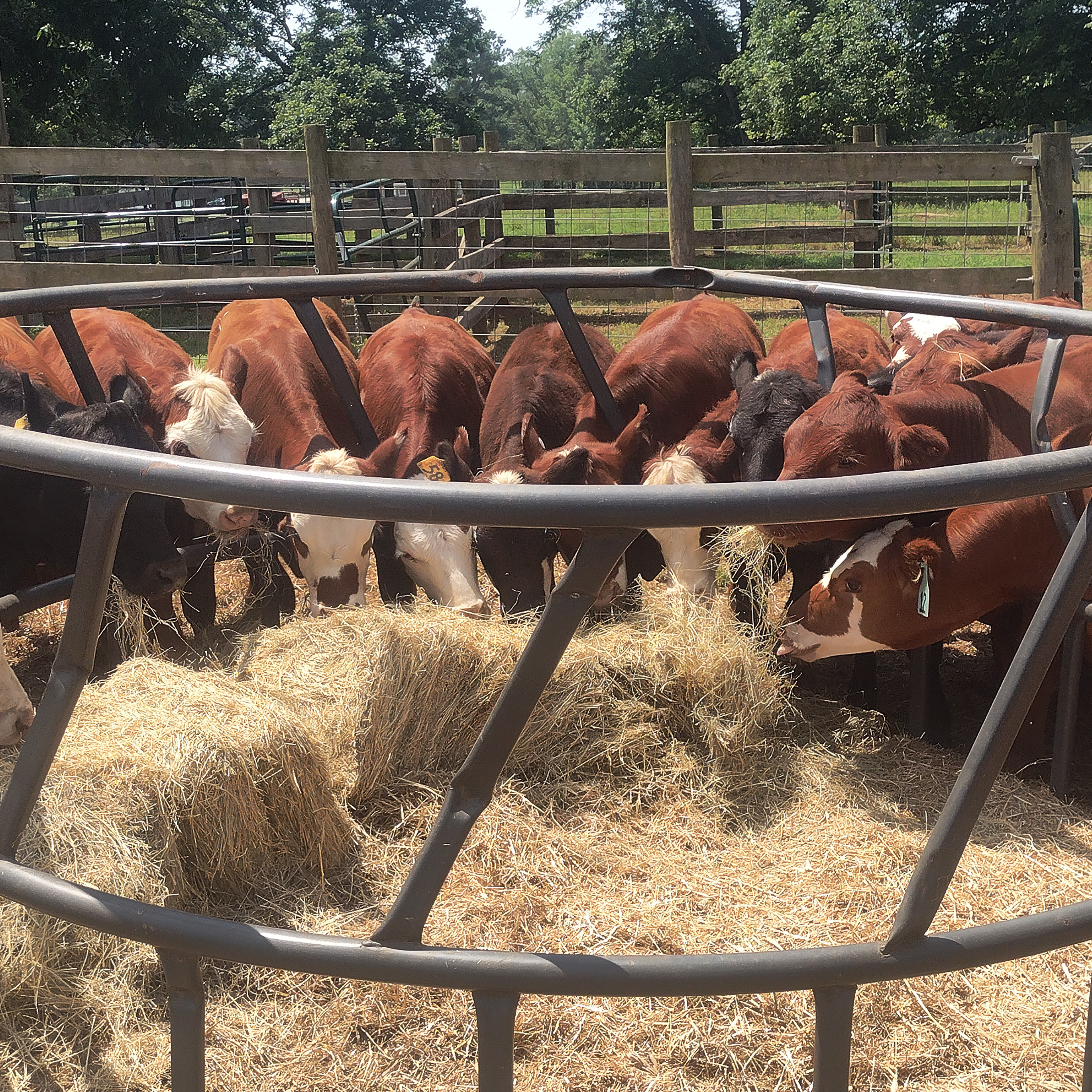 Circling up for some fresh hay, the cows at John de la Howe feast.