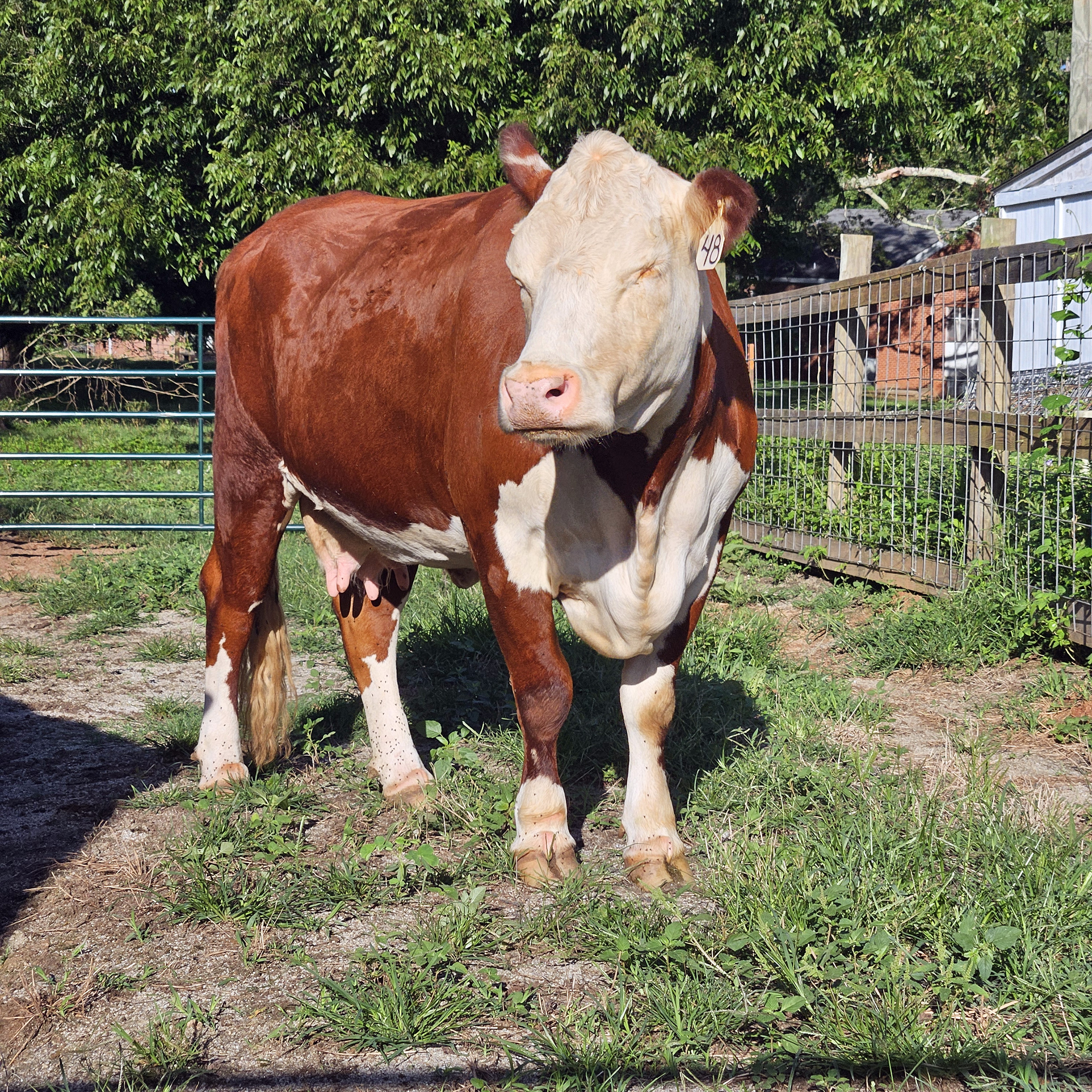 Cattle operations at John de la Howe gives us reasons to smile.