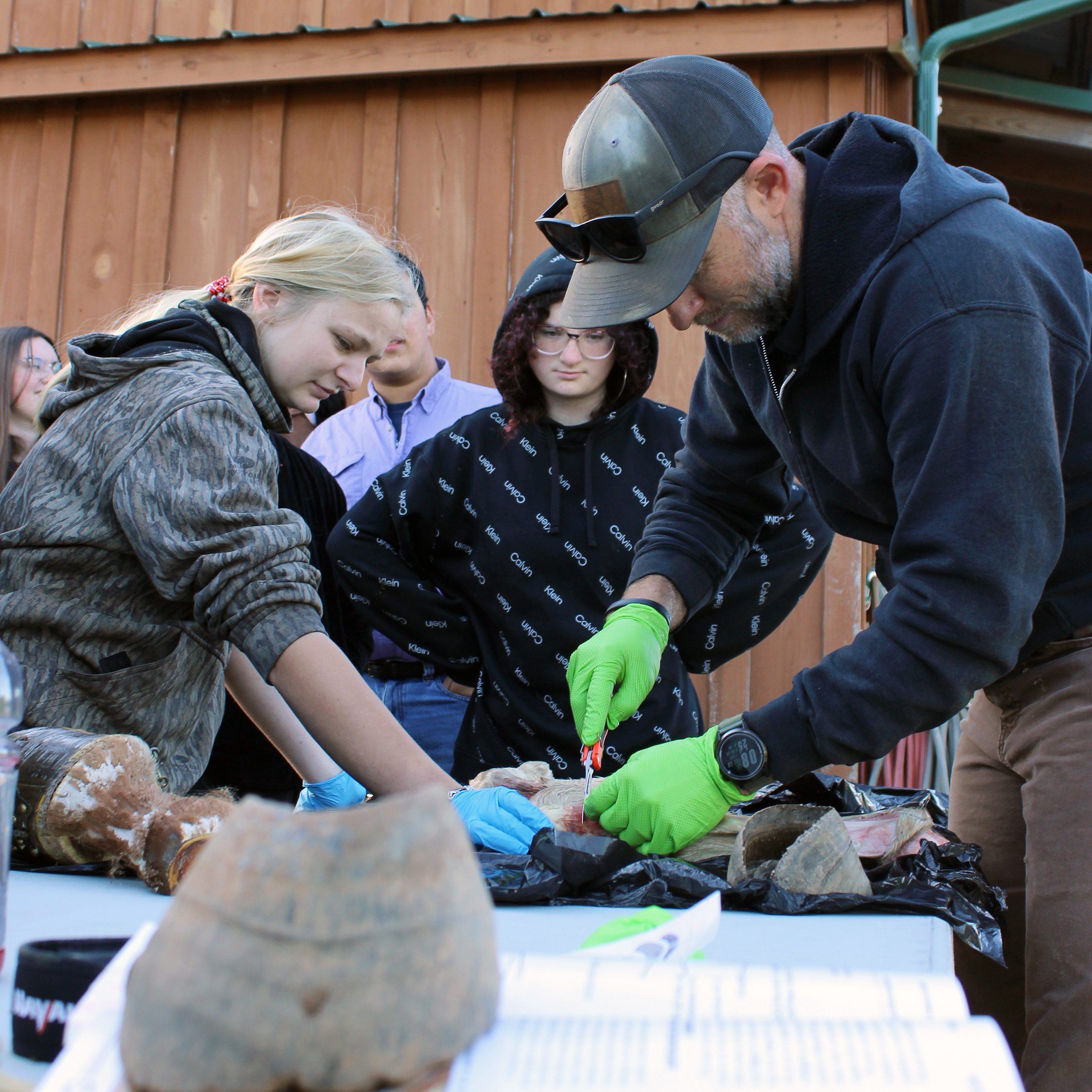 Students in the equine classes participate in a leg dissection.