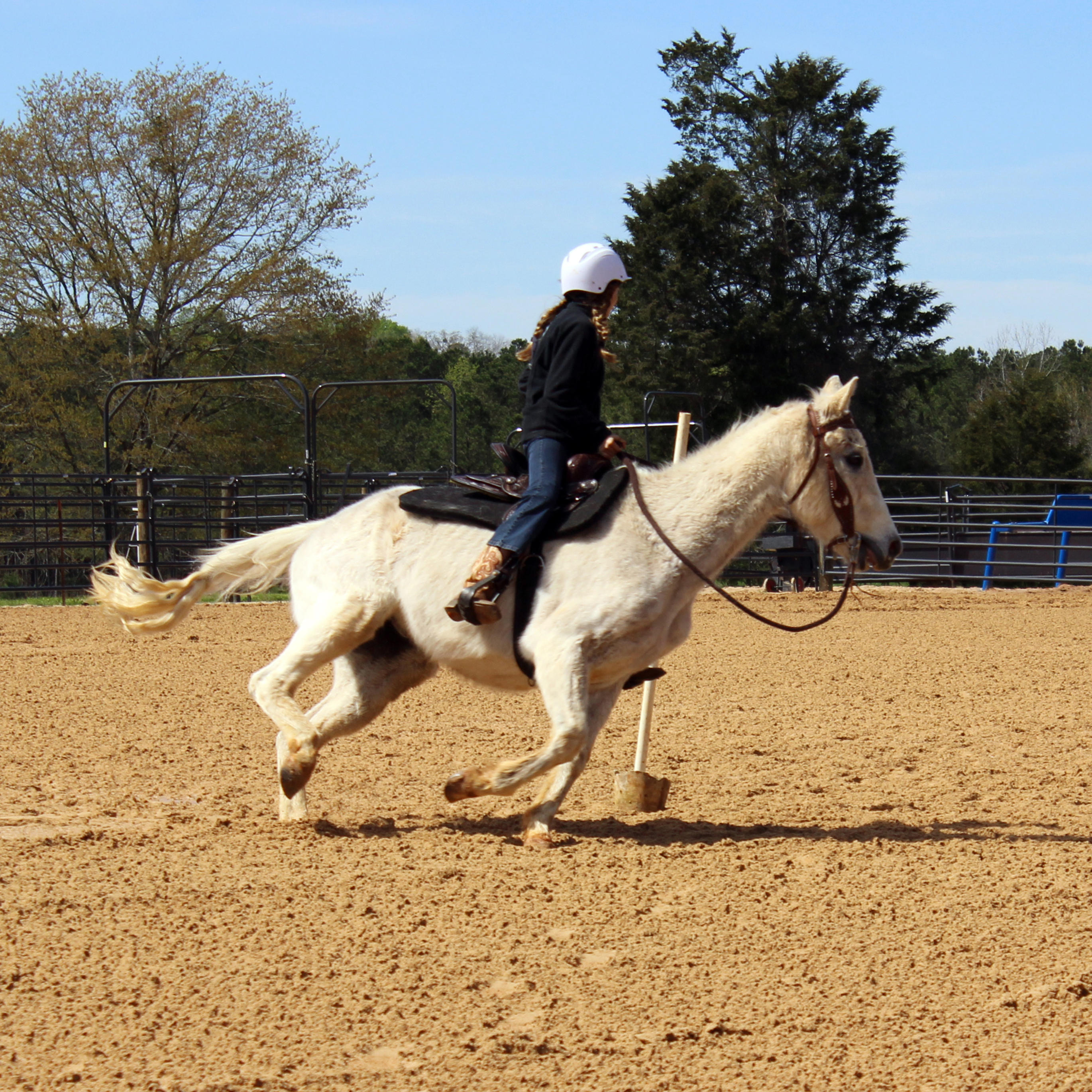 During special events, the Equine Center is alive with competitions and exhibitions.