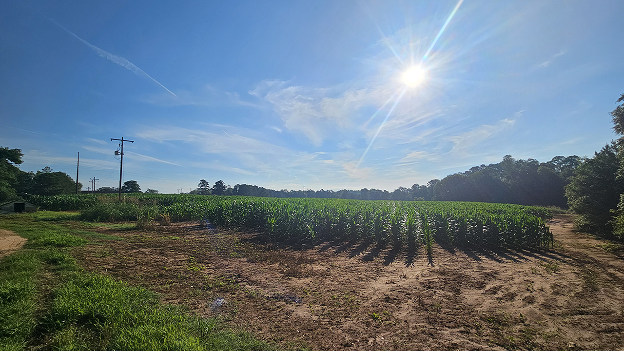 The sun hangs high over one of our fields on campus.