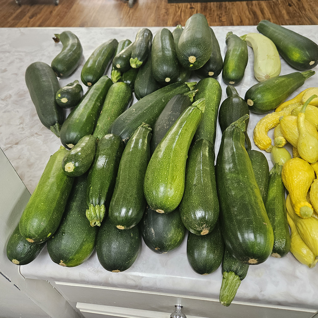 Zucchini is regularly grown and harvested on campus.