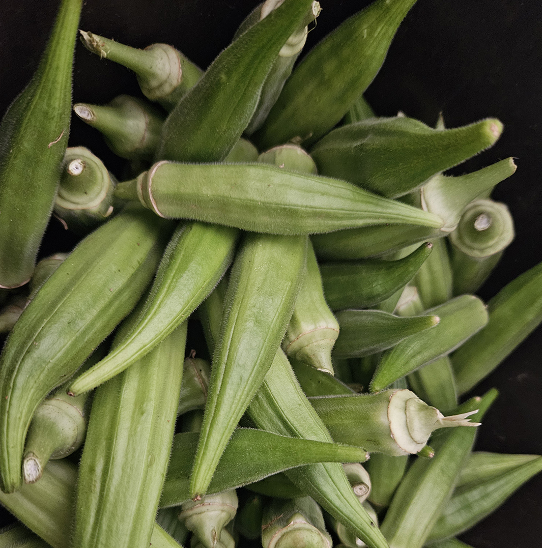 Okra is a favorite crop grown at the John de la Howe campus.