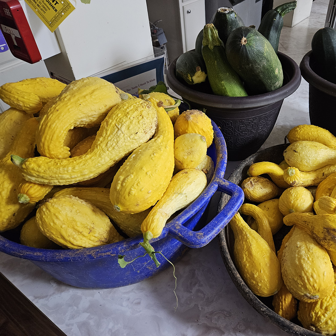 Students and staff on the farm grow squash and cucumbers.