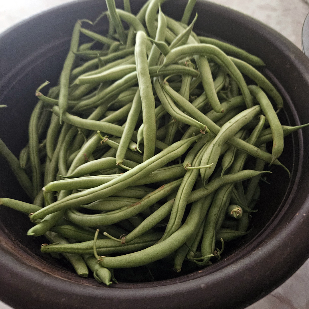 The John de la Howe campus produces green beans that are served in the cafeteria.