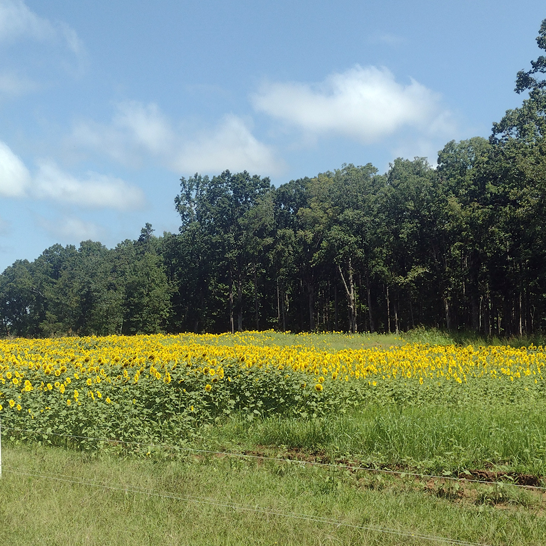 During the summer months, the fields are alive with sunflowers.