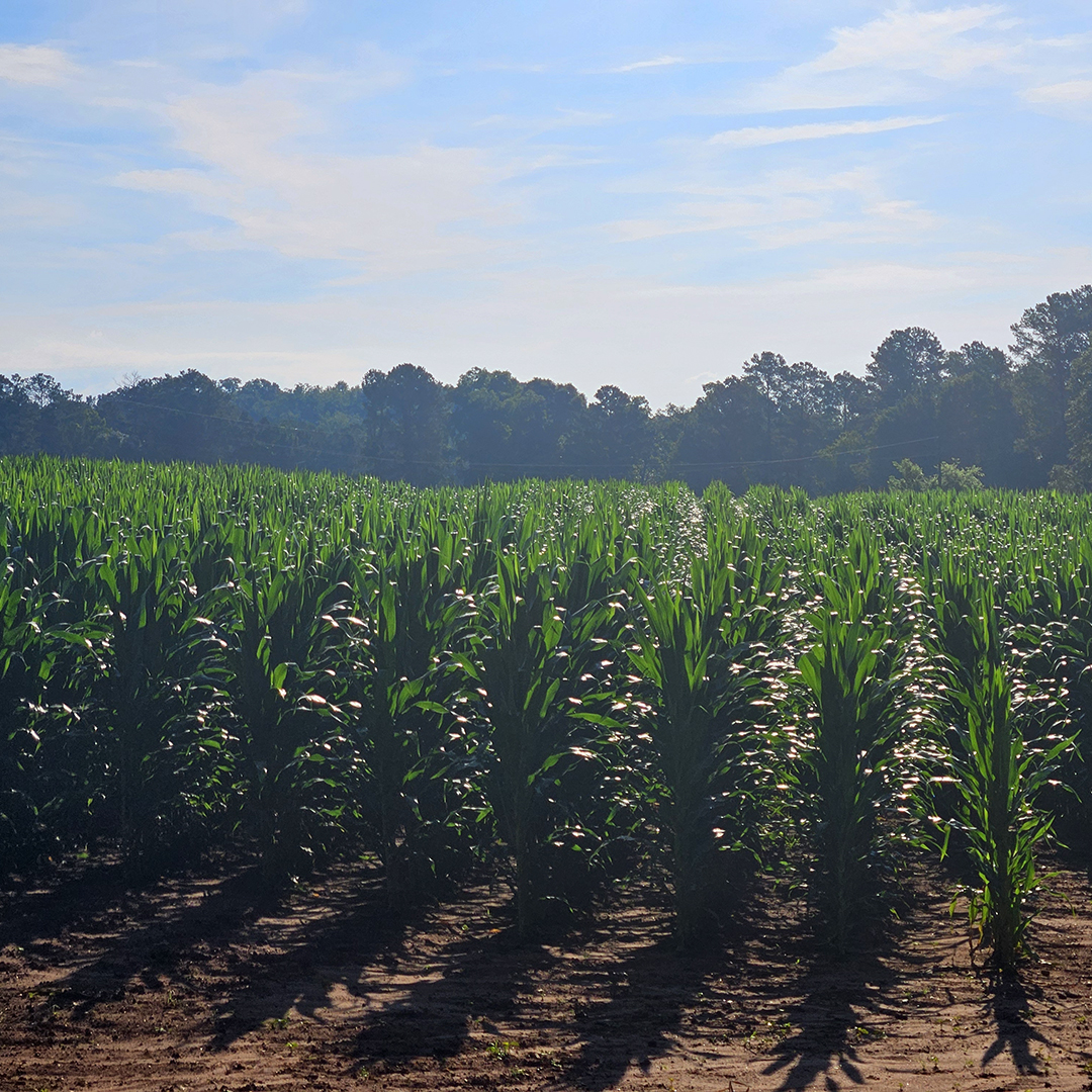 A favorite crop on the John de la Howe campus is sweet corn.