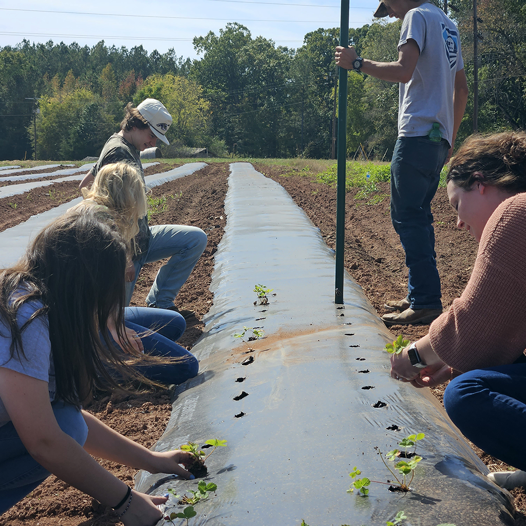 Students take a hand in planting strawberries on the campus. 