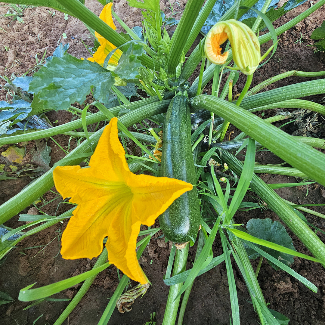 The crops on the farm are not just a great source of good but of beauty too.