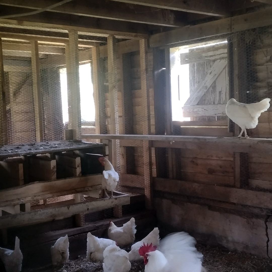 Our poultry center produces eggs for use in our cafeteria.