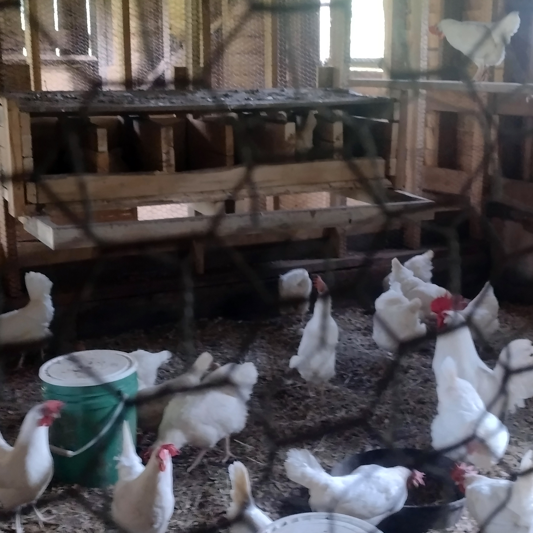 Our poultry operations are key to the sustainabilty goals on the farm. 