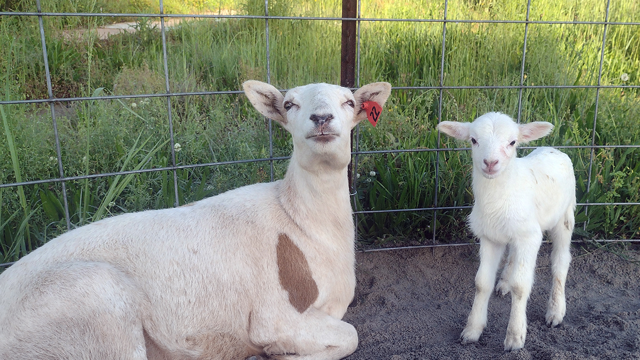 The John de la Howe campus is home to a number of goats and sheep.