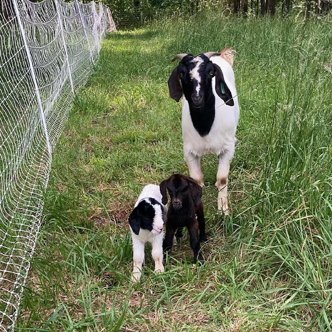 The baby goats are a popular fixture for our summer camps.