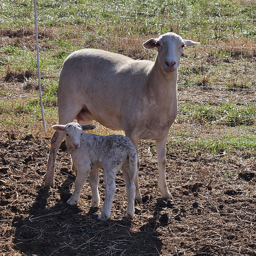 Our small ruminants are often are used for show events.