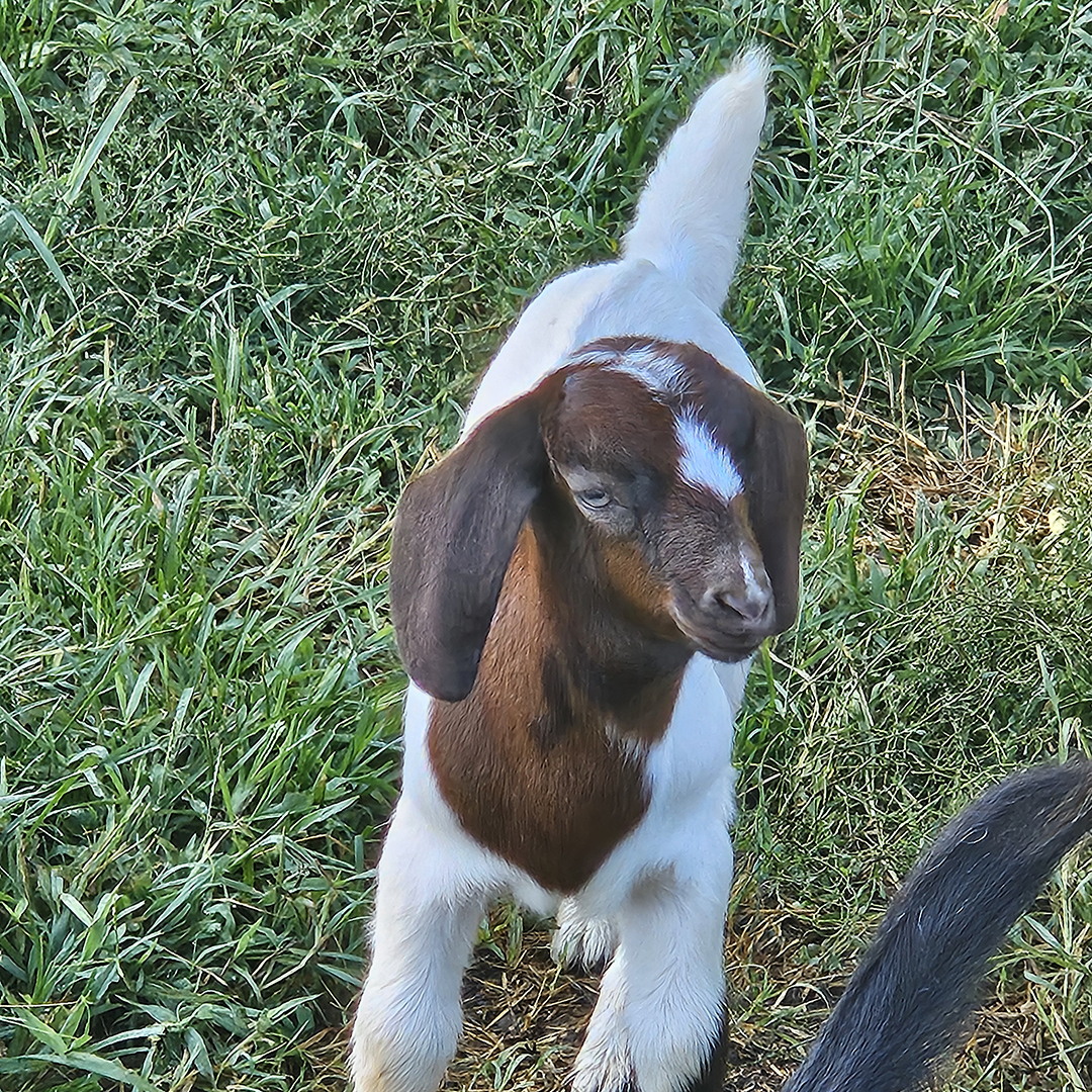 A young goat awaits feeding time on the farm.