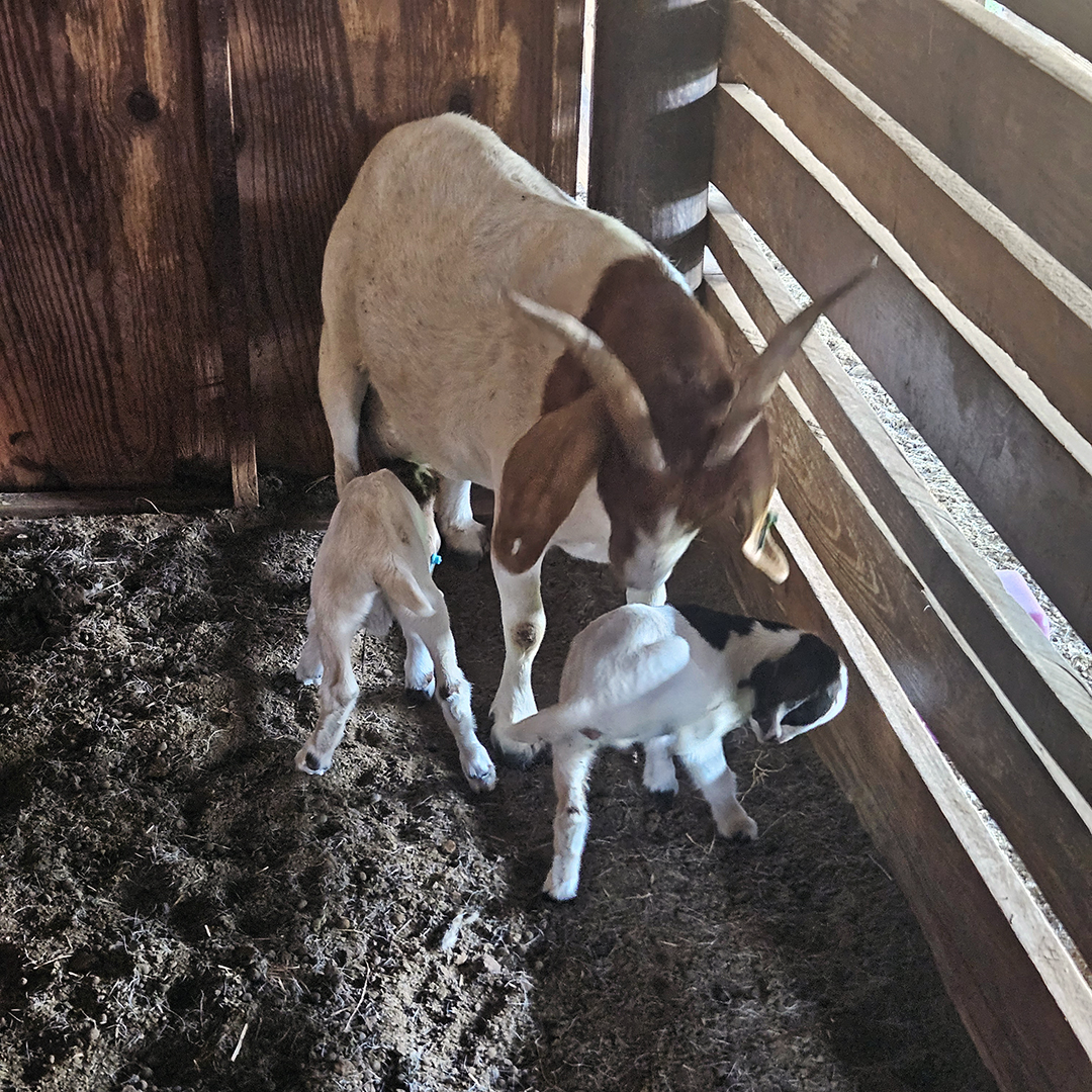 A little got family gathers in one of the enclosures.