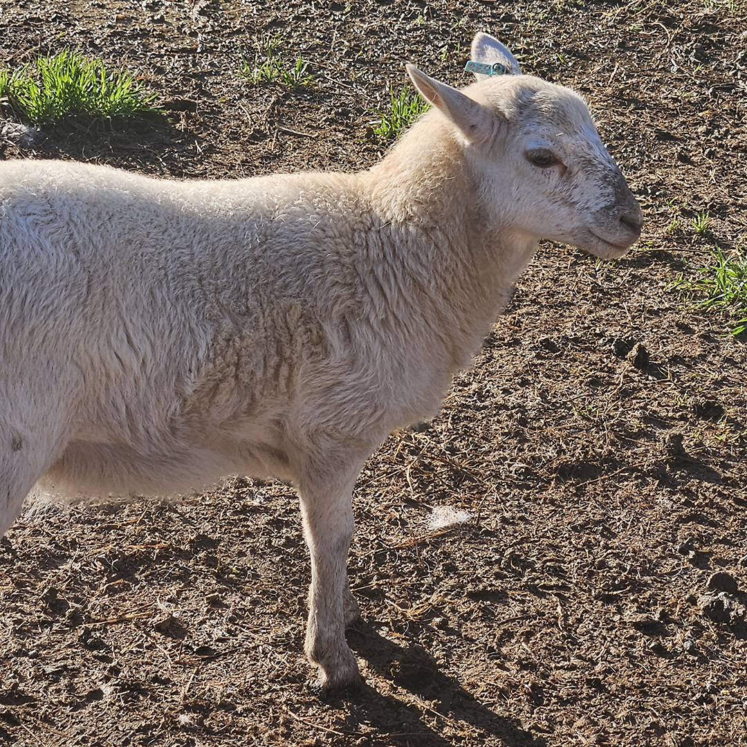 Our small ruminants program is a favorite among field trip visitors.