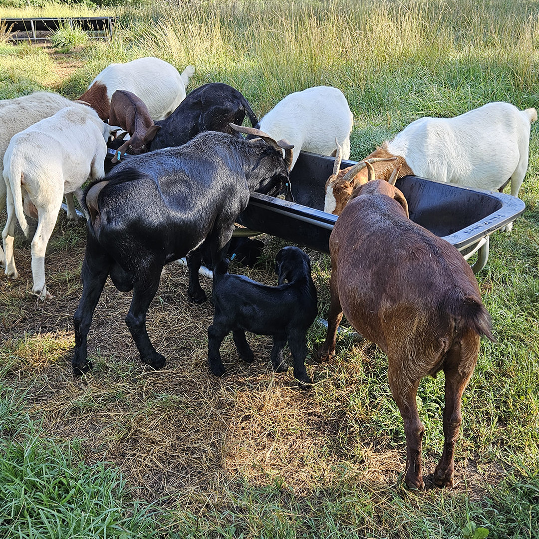 Our small ruminants love feeding times.