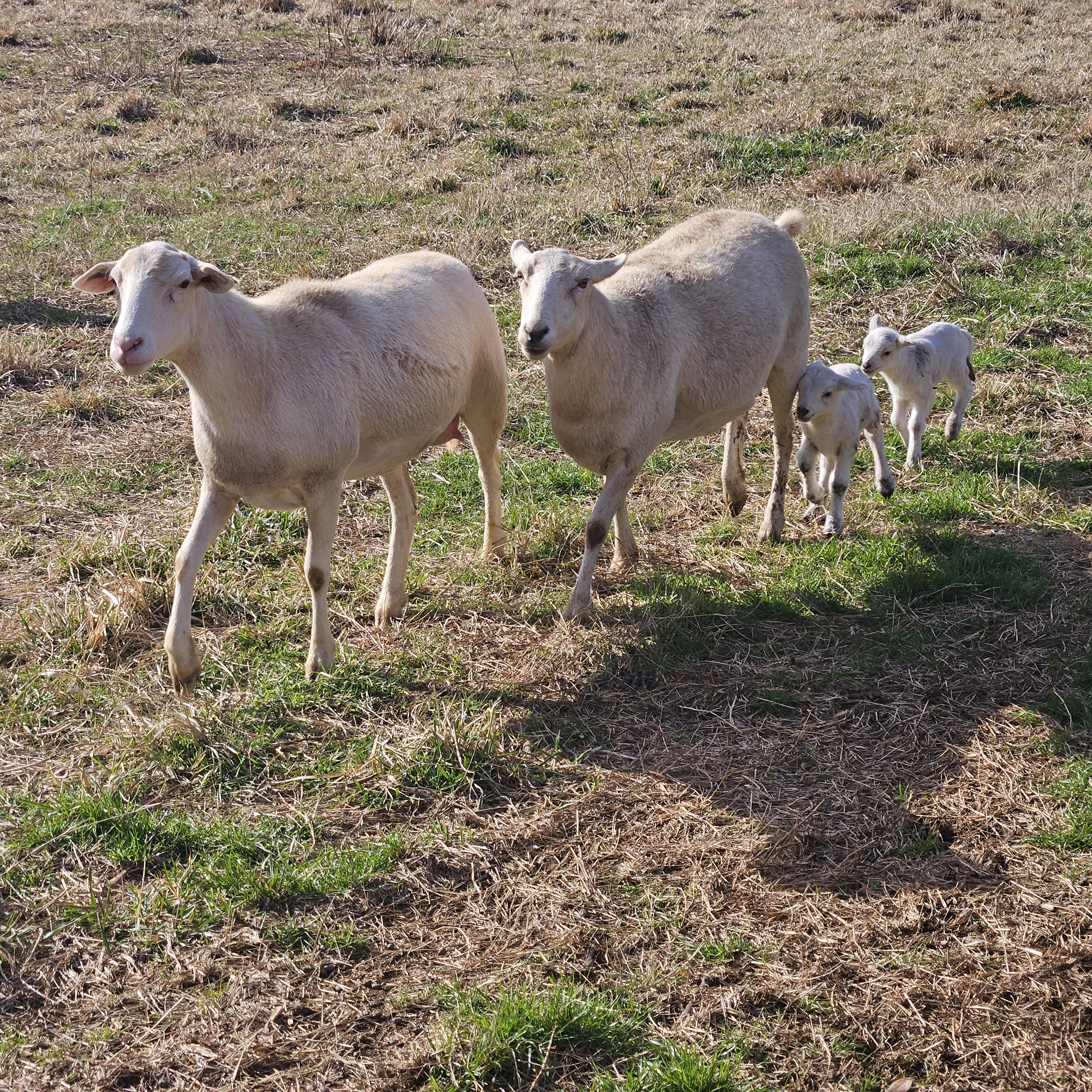 Students often develop a strong bond with our small ruminants.