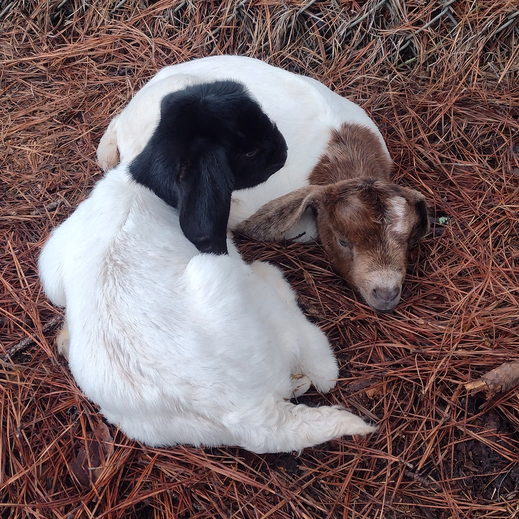 Our baby goats rest after a busy day on the farm. 