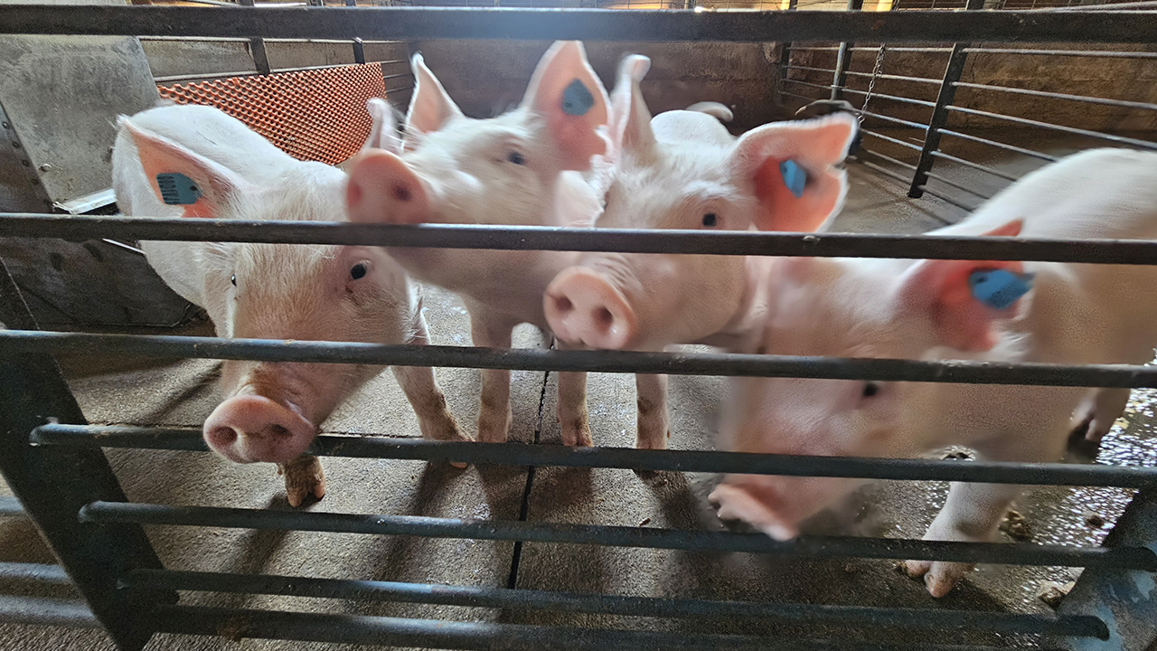 Our swine center raises and processes swine for our farm operations.