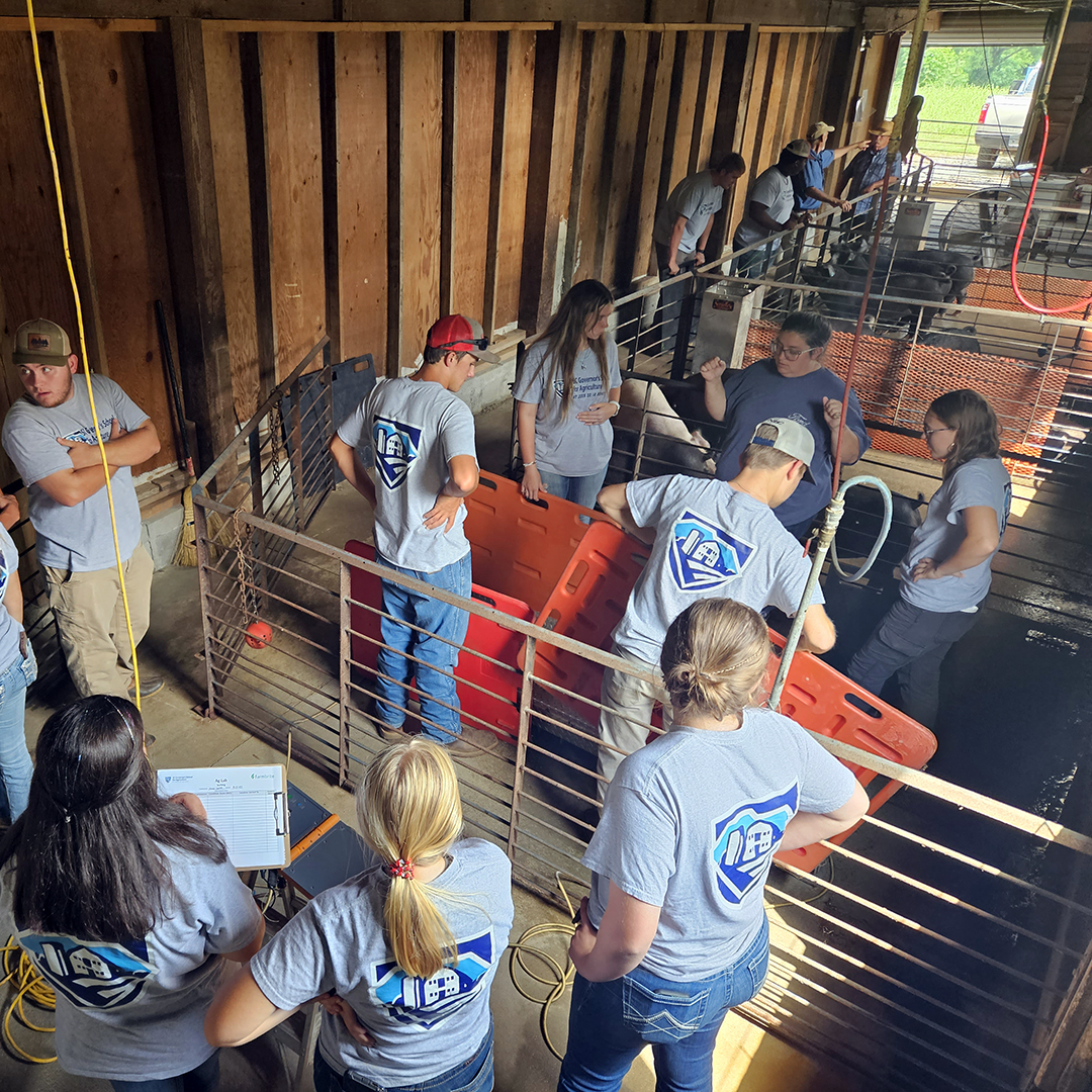 Students take a hand in caring for the swine in our Swine Center.