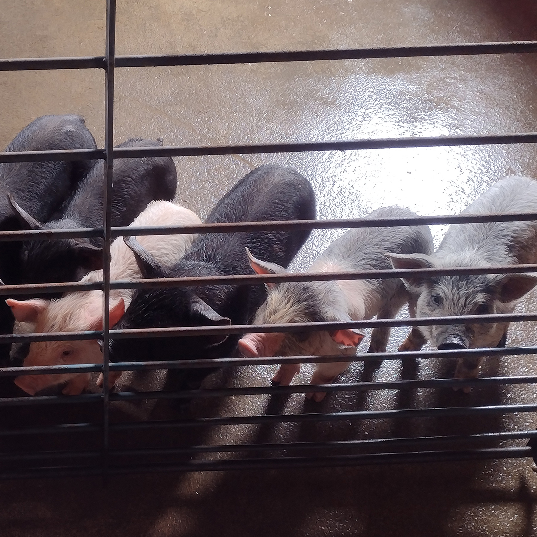 Our successful piglet production uses artificial insemination.