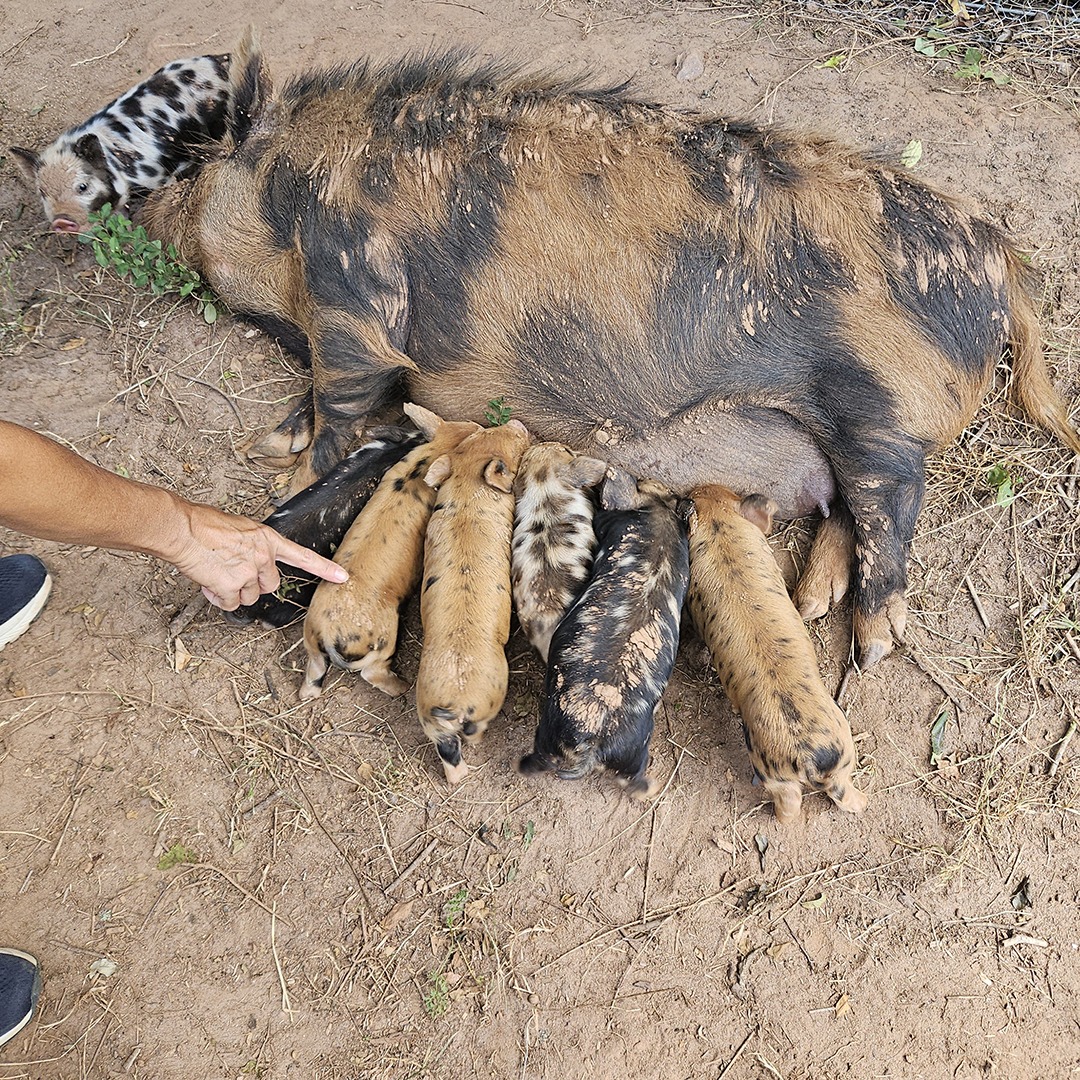 Our homestead Kunekune swine live the pasture life.