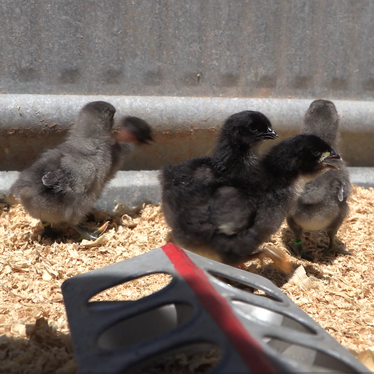 Our poultry center raises chickens to produce eggs and broilers. 