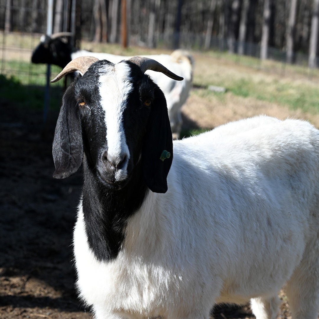 The JDLH Farm raises goats as part of its animal population.