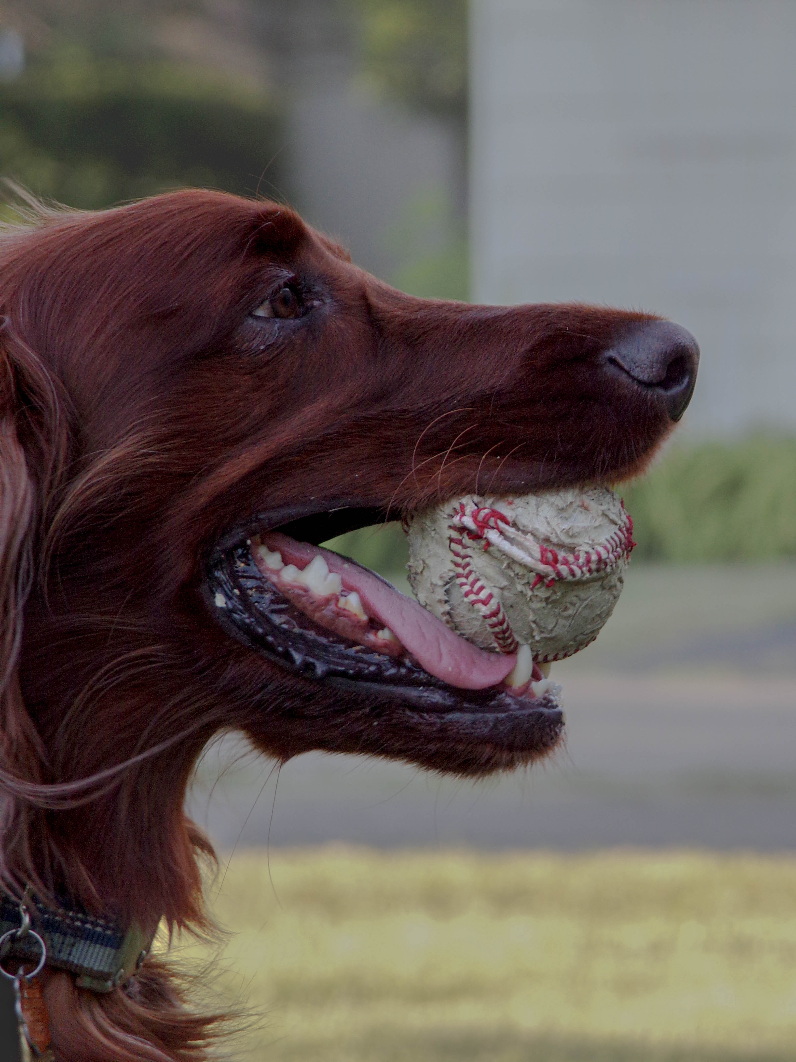 dog holding a baseball in its mouth