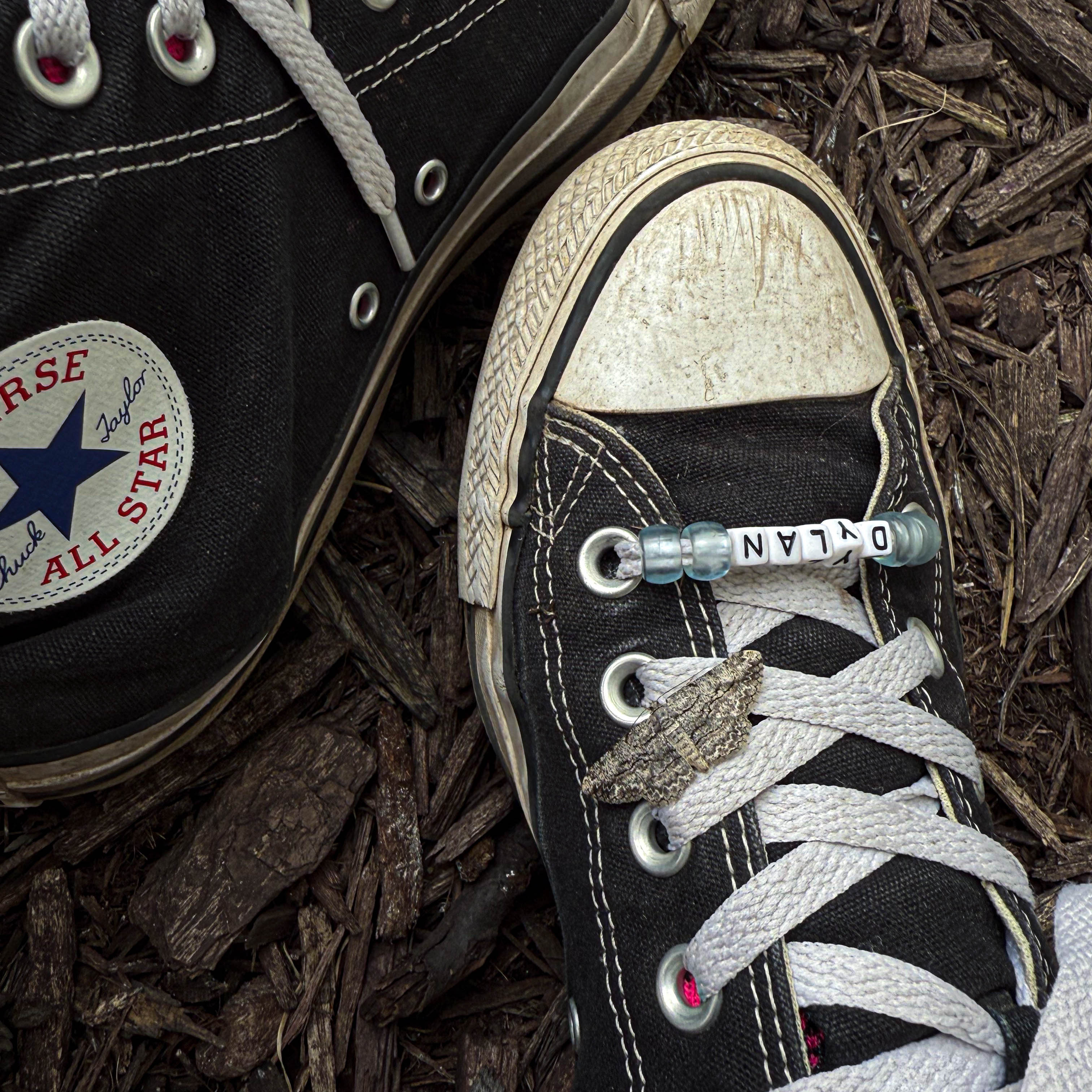 shoes with a moth on the shoelace