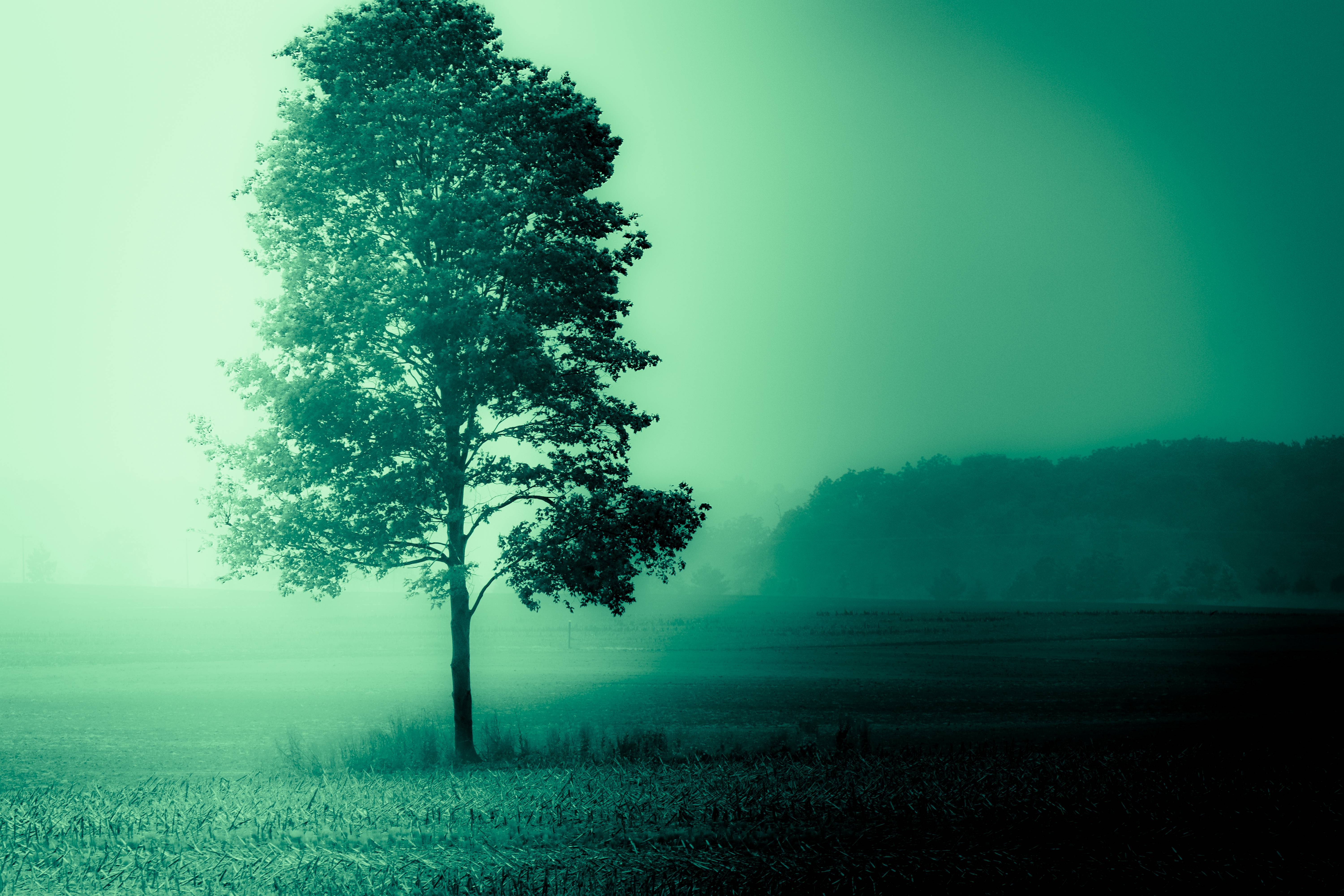 a tree on a foggy night