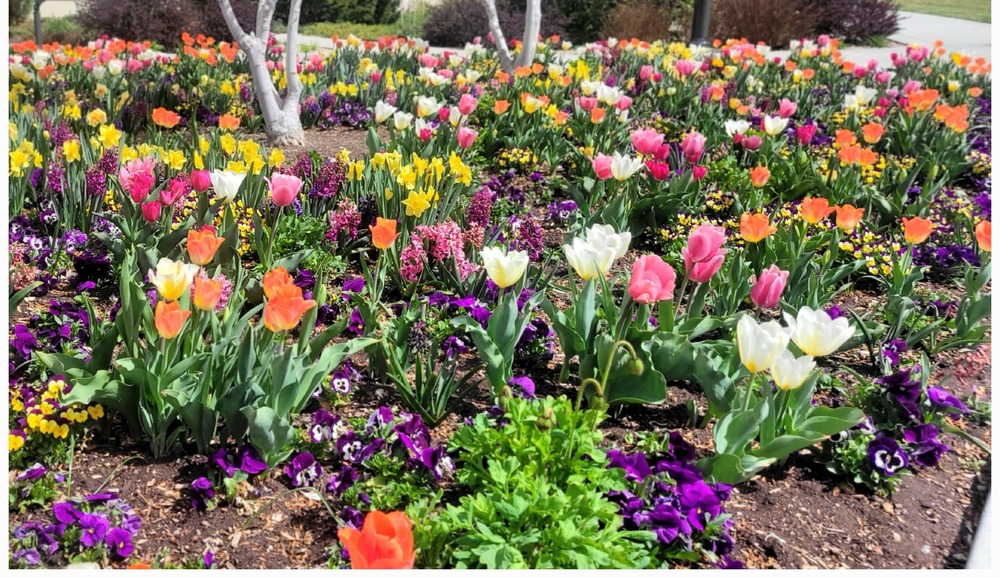 spring