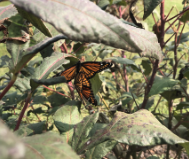 butterfly in a plant