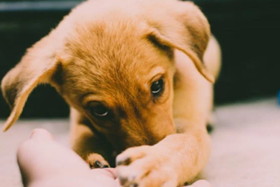 puppy