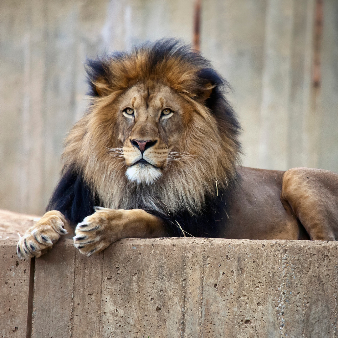 lion in a zoo