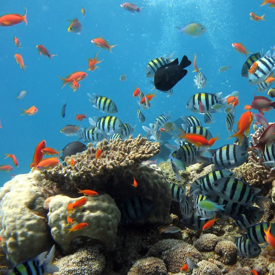 fish in an aquarium